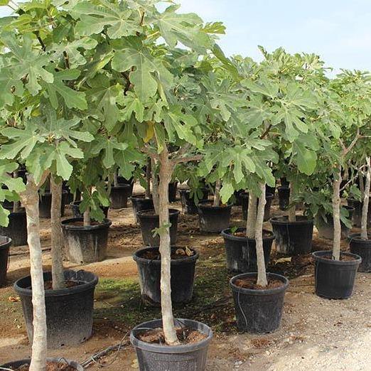 Fig Tree, Ficus Carica - www.Greenie.ae Buy online Best and Healthy Plants and quality products guarantee in Dubai Plants Shop in Dubai Abu Dhabi all over UAE Plants near me Fresh Plants in Dubai where to buy plants in UAE - Greenie.ae