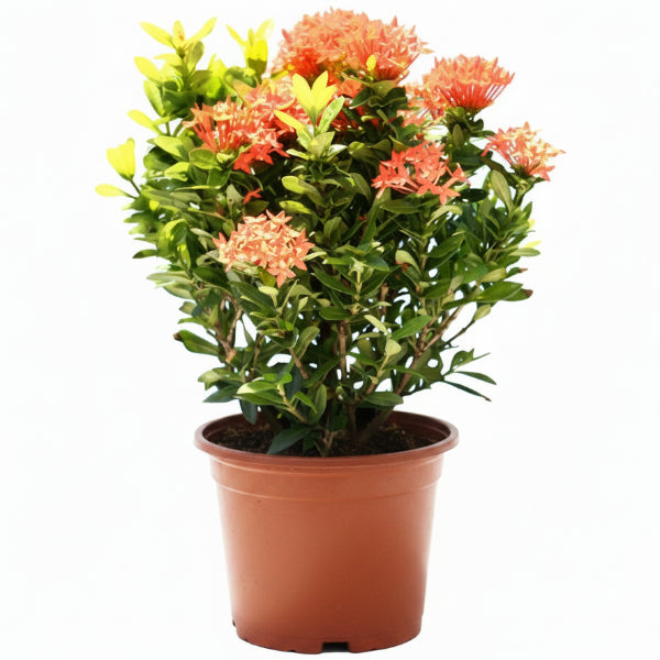 Ixora Different colours - Greenie.ae Dubai UAE Delivery Online Shop