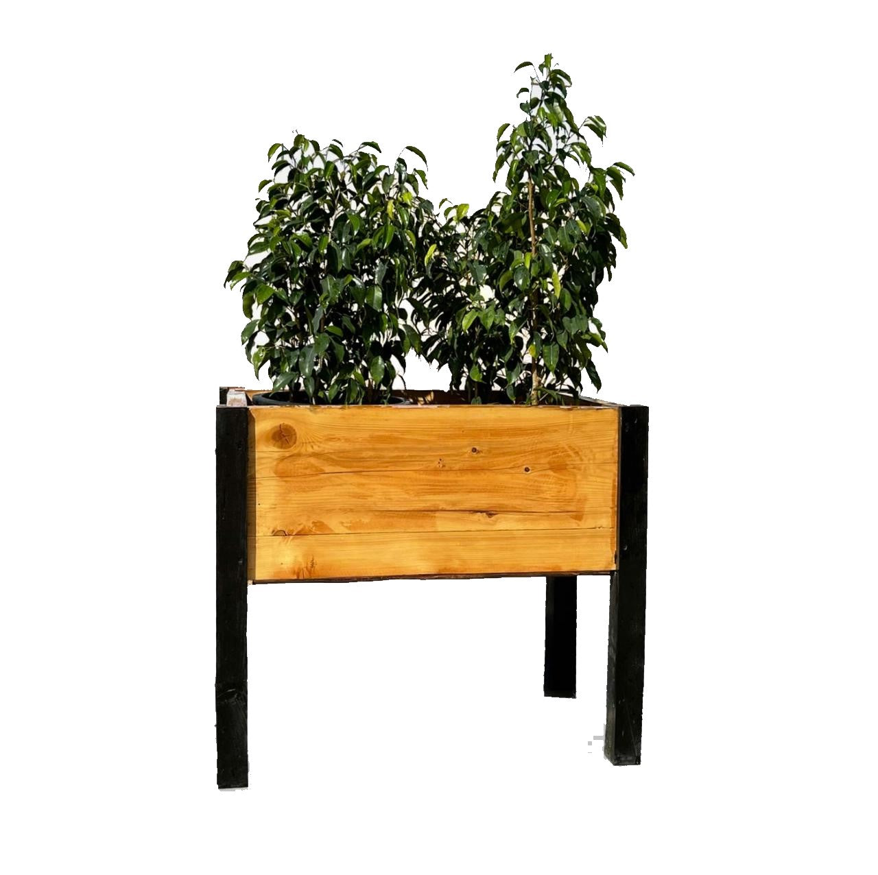 Raised Bed Wood Planter Outdoor and Indoor - www.Greenie.ae Buy online Best and Healthy Plants and quality products guarantee in Dubai Plants Shop in Dubai Abu Dhabi all over UAE Plants near me Fresh Plants in Dubai where to buy plants in UAE - Greenie.ae