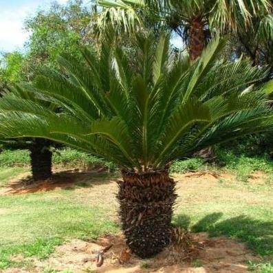 Cycas Revoluta, Sago Palm, outdoor - www.Greenie.ae Buy online Best and Healthy Plants and quality products guarantee in Dubai Plants Shop in Dubai Abu Dhabi all over UAE Plants near me Fresh Plants in Dubai where to buy plants in UAE - Greenie.ae