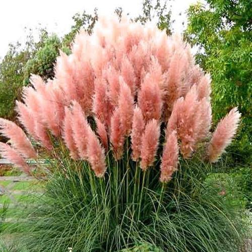 Cortaderia Selloana, Pampas Grass - www.Greenie.ae Buy online Best and Healthy Plants and quality products guarantee in Dubai Plants Shop in Dubai Abu Dhabi all over UAE Plants near me Fresh Plants in Dubai where to buy plants in UAE - Greenie.ae
