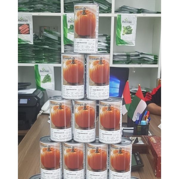 Pumpkin Mammoth Gold Seeds Tin - www.Greenie.ae Buy online Best and Healthy Plants and quality products guarantee in Dubai Plants Shop in Dubai Abu Dhabi all over UAE Plants near me Fresh Plants in Dubai where to buy plants in UAE - Greenie.ae