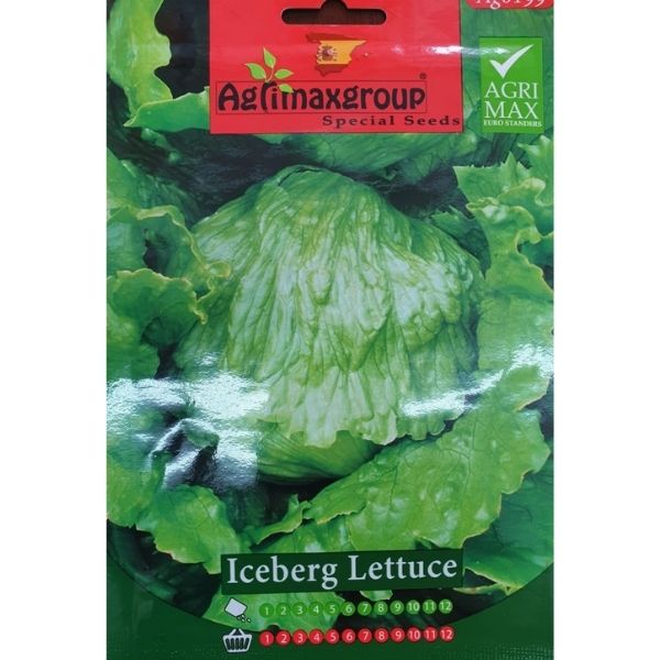 Iceberg Lettuce Seeds - www.Greenie.ae Buy online Best and Healthy Plants and quality products guarantee in Dubai Plants Shop in Dubai Abu Dhabi all over UAE Plants near me Fresh Plants in Dubai where to buy plants in UAE - Greenie.ae
