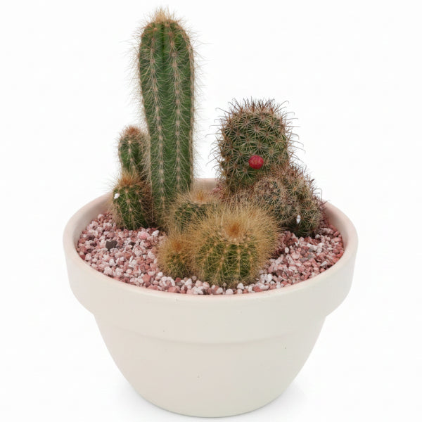 Cactus Outdoor - www.Greenie.ae Buy online Best and Healthy Plants and quality products guarantee in Dubai Plants Shop in Dubai Abu Dhabi all over UAE Plants near me Fresh Plants in Dubai where to buy plants in UAE - Greenie.ae