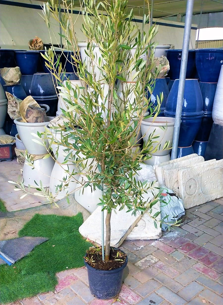 Olive Tree, Olea Europaea - www.Greenie.ae Buy online Best and Healthy Plants and quality products guarantee in Dubai Plants Shop in Dubai Abu Dhabi all over UAE Plants near me Fresh Plants in Dubai where to buy plants in UAE - Greenie.ae