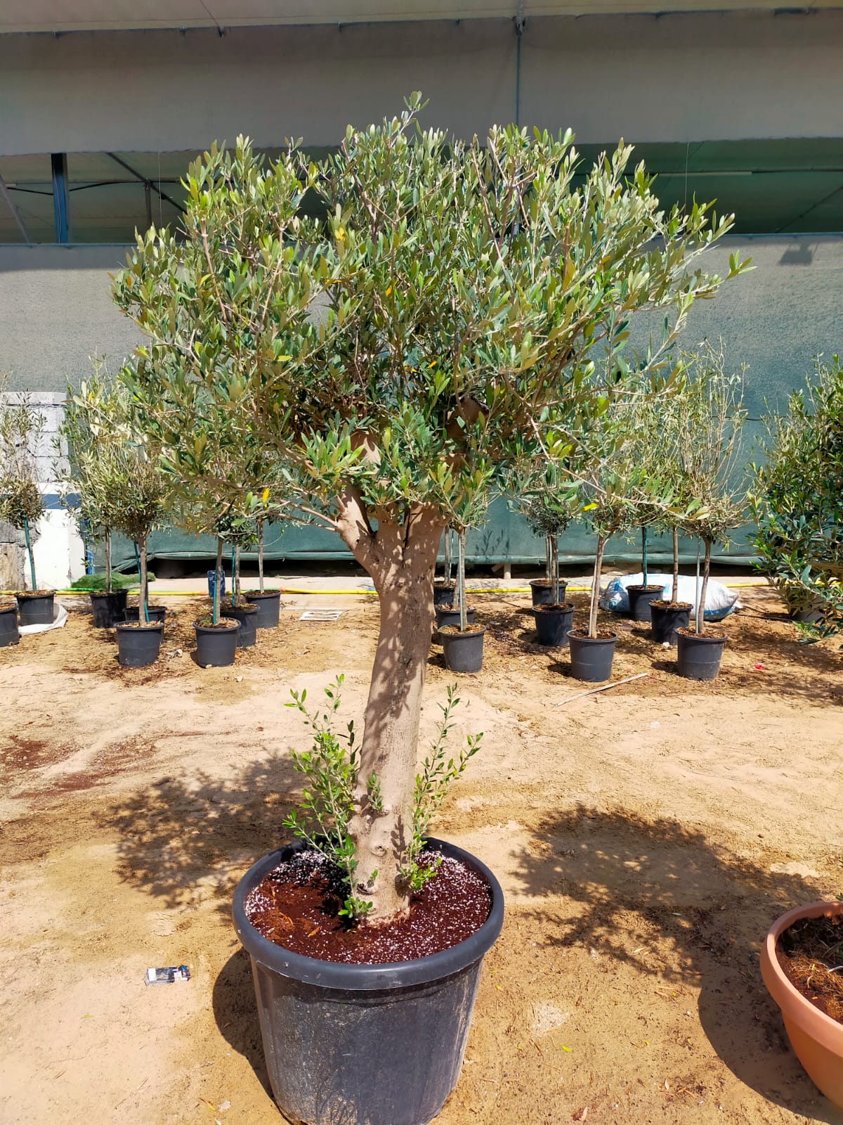 Olive Tree, Olea Europaea - www.Greenie.ae Buy online Best and Healthy Plants and quality products guarantee in Dubai Plants Shop in Dubai Abu Dhabi all over UAE Plants near me Fresh Plants in Dubai where to buy plants in UAE - Greenie.ae