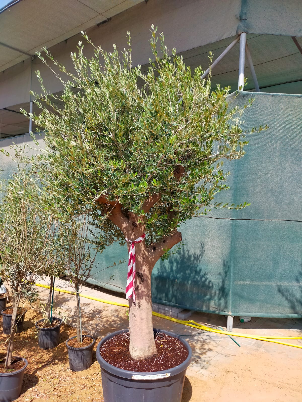 Olive Tree, Olea Europaea - www.Greenie.ae Buy online Best and Healthy Plants and quality products guarantee in Dubai Plants Shop in Dubai Abu Dhabi all over UAE Plants near me Fresh Plants in Dubai where to buy plants in UAE - Greenie.ae