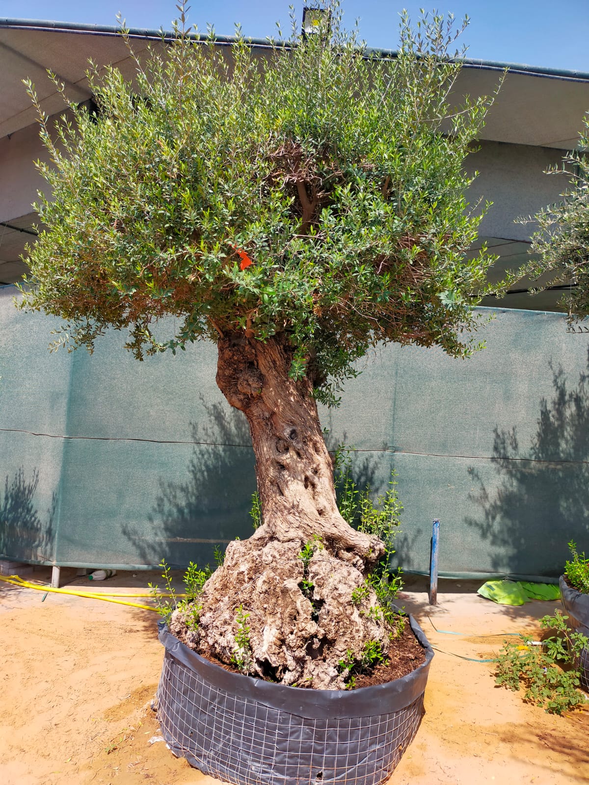 Olive Tree, Olea Europaea - www.Greenie.ae Buy online Best and Healthy Plants and quality products guarantee in Dubai Plants Shop in Dubai Abu Dhabi all over UAE Plants near me Fresh Plants in Dubai where to buy plants in UAE - Greenie.ae