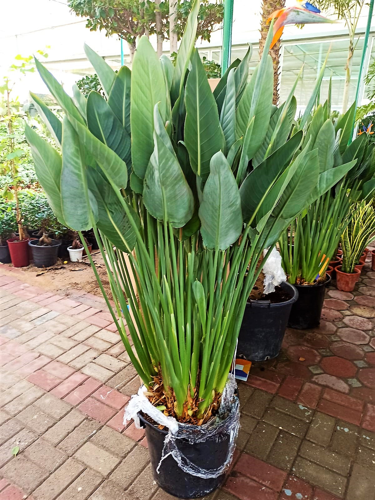 Bird of Paradise, Strelitzia Reginae, outdoor - www.Greenie.ae Buy online Best and Healthy Plants and quality products guarantee in Dubai Plants Shop in Dubai Abu Dhabi all over UAE Plants near me Fresh Plants in Dubai where to buy plants in UAE - Greenie.ae