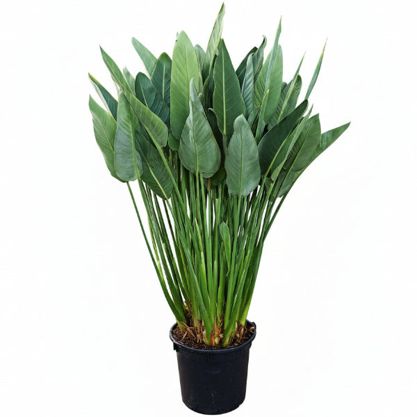 Bird of Paradise, Strelitzia Reginae, outdoor - www.Greenie.ae Buy online Best and Healthy Plants and quality products guarantee in Dubai Plants Shop in Dubai Abu Dhabi all over UAE Plants near me Fresh Plants in Dubai where to buy plants in UAE - Greenie.ae