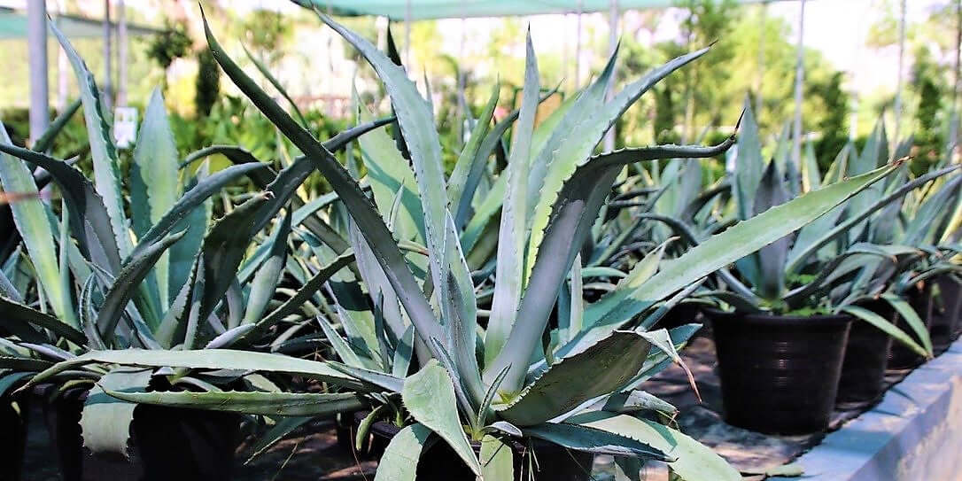 Agave americana , Century Plant - www.Greenie.ae Buy online Best and Healthy Plants and quality products guarantee in Dubai Plants Shop in Dubai Abu Dhabi all over UAE Plants near me Fresh Plants in Dubai where to buy plants in UAE - Greenie.ae