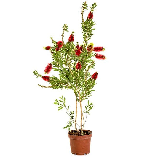 Callistemon Viminalis, Bottle Brush - www.Greenie.ae Buy online Best and Healthy Plants and quality products guarantee in Dubai Plants Shop in Dubai Abu Dhabi all over UAE Plants near me Fresh Plants in Dubai where to buy plants in UAE - Greenie.ae