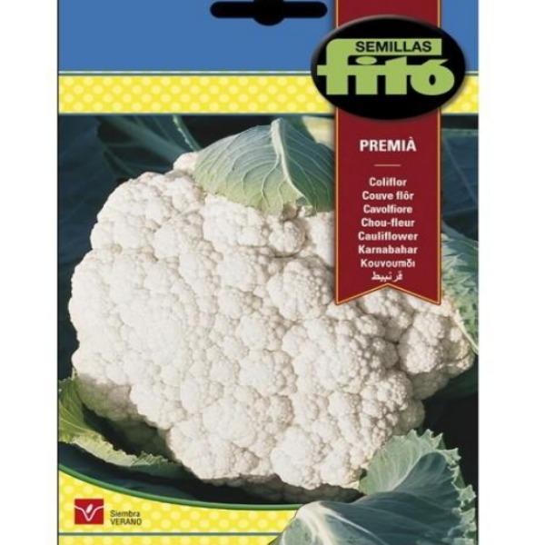 Semillas Coliflor Montalba Seeds - www.Greenie.ae Buy online Best and Healthy Plants and quality products guarantee in Dubai Plants Shop in Dubai Abu Dhabi all over UAE Plants near me Fresh Plants in Dubai where to buy plants in UAE - Greenie.ae