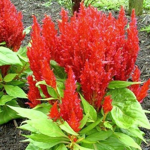 Celosia Plumosa, Silver Cock’s Comb (small) - www.Greenie.ae Buy online Best and Healthy Plants and quality products guarantee in Dubai Plants Shop in Dubai Abu Dhabi all over UAE Plants near me Fresh Plants in Dubai where to buy plants in UAE - Greenie.ae