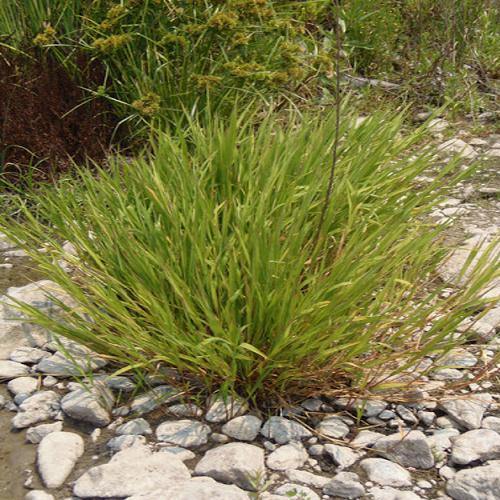 Phragmites Australis, Common Reed - www.Greenie.ae Buy online Best and Healthy Plants and quality products guarantee in Dubai Plants Shop in Dubai Abu Dhabi all over UAE Plants near me Fresh Plants in Dubai where to buy plants in UAE - Greenie.ae