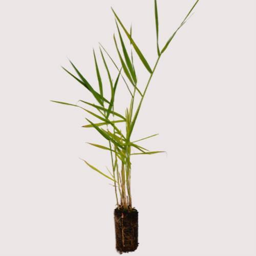 Phragmites Australis, Common Reed - www.Greenie.ae Buy online Best and Healthy Plants and quality products guarantee in Dubai Plants Shop in Dubai Abu Dhabi all over UAE Plants near me Fresh Plants in Dubai where to buy plants in UAE - Greenie.ae