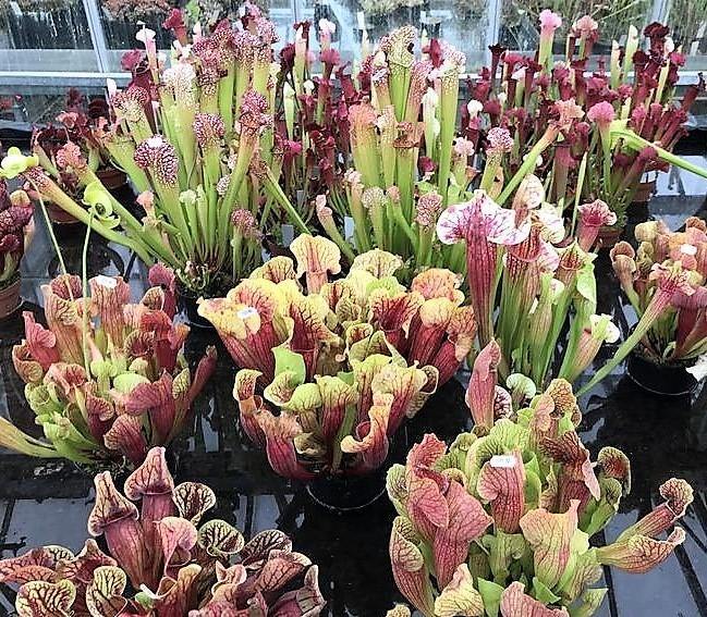 American Pitchers , Sarracenia - www.Greenie.ae Buy online Best and Healthy Plants and quality products guarantee in Dubai Plants Shop in Dubai Abu Dhabi all over UAE Plants near me Fresh Plants in Dubai where to buy plants in UAE - Greenie.ae