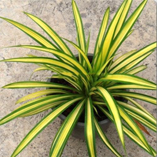 Pandanus Baptistii Variegata - www.Greenie.ae Buy online Best and Healthy Plants and quality products guarantee in Dubai Plants Shop in Dubai Abu Dhabi all over UAE Plants near me Fresh Plants in Dubai where to buy plants in UAE - Greenie.ae