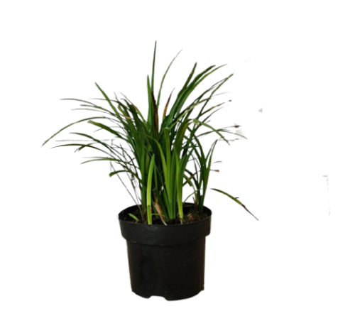 Liriope Muscari, Lilyturf - www.Greenie.ae Buy online Best and Healthy Plants and quality products guarantee in Dubai Plants Shop in Dubai Abu Dhabi all over UAE Plants near me Fresh Plants in Dubai where to buy plants in UAE - Greenie.ae