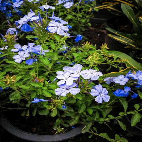Plumbago Capensis, The Blue Plumbago - www.Greenie.ae Buy online Best and Healthy Plants and quality products guarantee in Dubai Plants Shop in Dubai Abu Dhabi all over UAE Plants near me Fresh Plants in Dubai where to buy plants in UAE - Greenie.ae