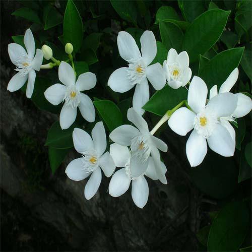 Wrightia Milky Way - www.Greenie.ae Buy online Best and Healthy Plants and quality products guarantee in Dubai Plants Shop in Dubai Abu Dhabi all over UAE Plants near me Fresh Plants in Dubai where to buy plants in UAE - Greenie.ae