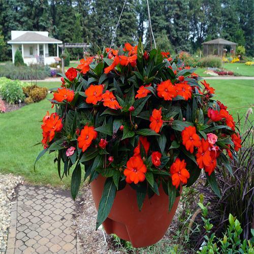 Impetiens, Touch-me-not - www.Greenie.ae Buy online Best and Healthy Plants and quality products guarantee in Dubai Plants Shop in Dubai Abu Dhabi all over UAE Plants near me Fresh Plants in Dubai where to buy plants in UAE - Greenie.ae