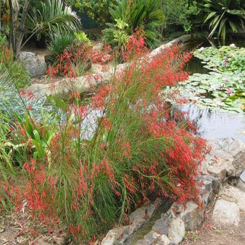 Russelia Equisetiformis, Coral Plant, Firecracker Plant - www.Greenie.ae Buy online Best and Healthy Plants and quality products guarantee in Dubai Plants Shop in Dubai Abu Dhabi all over UAE Plants near me Fresh Plants in Dubai where to buy plants in UAE - Greenie.ae