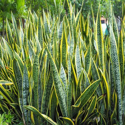 Sansevieria Trifasciata, Snake Plant, Outdoor - www.Greenie.ae Buy online Best and Healthy Plants and quality products guarantee in Dubai Plants Shop in Dubai Abu Dhabi all over UAE Plants near me Fresh Plants in Dubai where to buy plants in UAE - Greenie.ae