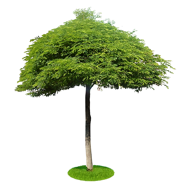 Tamarind Tree, Tamarindus Indica - www.Greenie.ae Buy online Best and Healthy Plants and quality products guarantee in Dubai Plants Shop in Dubai Abu Dhabi all over UAE Plants near me Fresh Plants in Dubai where to buy plants in UAE - Greenie.ae