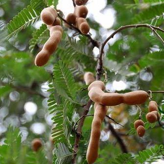Tamarind Tree, Tamarindus Indica - www.Greenie.ae Buy online Best and Healthy Plants and quality products guarantee in Dubai Plants Shop in Dubai Abu Dhabi all over UAE Plants near me Fresh Plants in Dubai where to buy plants in UAE - Greenie.ae