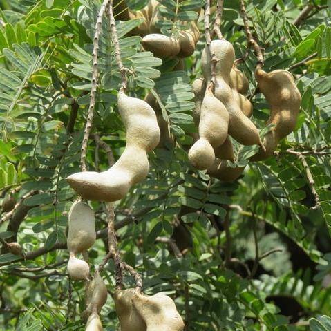 Tamarind Tree, Tamarindus Indica - www.Greenie.ae Buy online Best and Healthy Plants and quality products guarantee in Dubai Plants Shop in Dubai Abu Dhabi all over UAE Plants near me Fresh Plants in Dubai where to buy plants in UAE - Greenie.ae