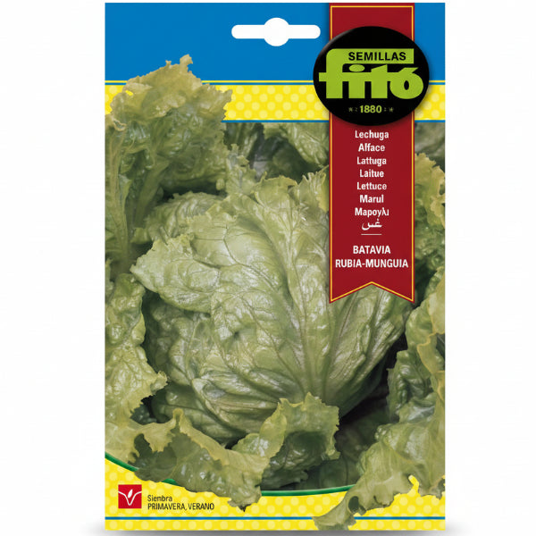 Lettuce Batavia Rubia Munguia Seeds - www.Greenie.ae Buy online Best and Healthy Plants and quality products guarantee in Dubai Plants Shop in Dubai Abu Dhabi all over UAE Plants near me Fresh Plants in Dubai where to buy plants in UAE - Greenie.ae