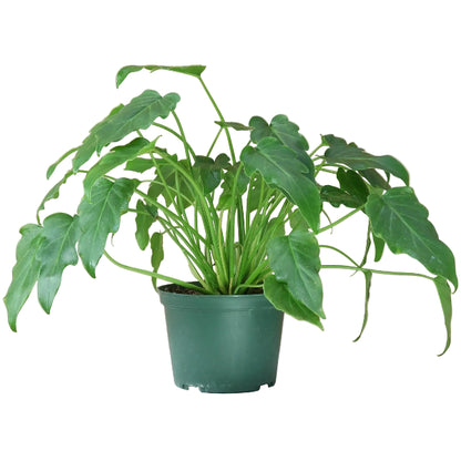 Philodendron xanadu - Greenie.ae Dubai UAE Delivery Online Shop