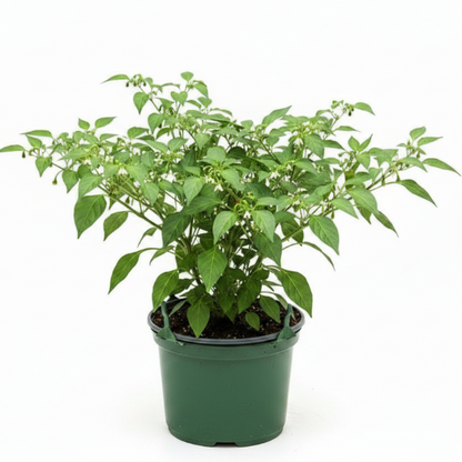 Hot Chili Plant