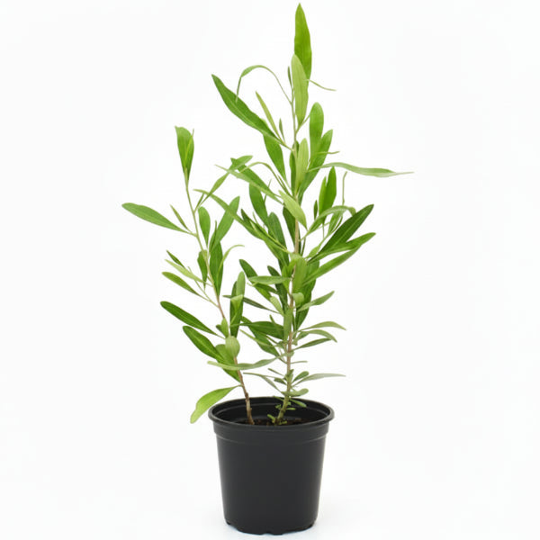 Miswak Plant, Salvadora persica, Toothbrush Tree - Greenie.ae Dubai UAE Delivery Online Shop
