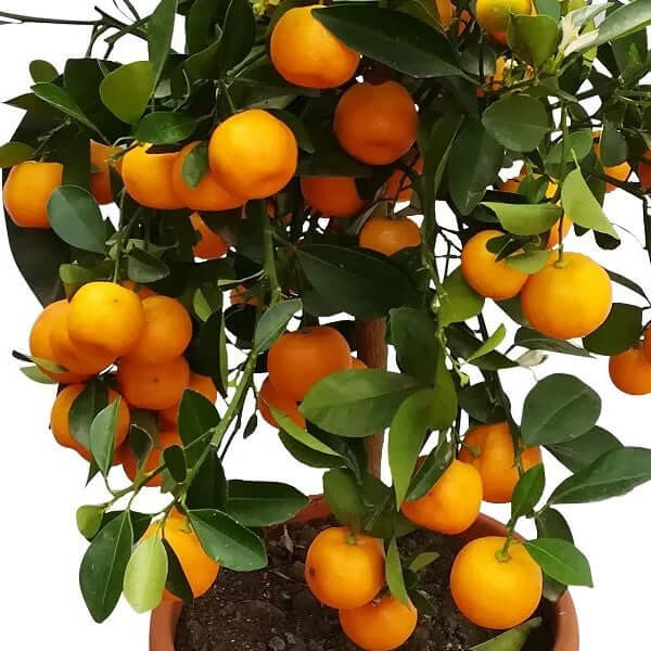 Citrus Microcarpa, Calamansi Citrus - www.Greenie.ae Buy online Best and Healthy Plants and quality products guarantee in Dubai Plants Shop in Dubai Abu Dhabi all over UAE Plants near me Fresh Plants in Dubai where to buy plants in UAE - Greenie.ae