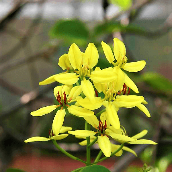 Tristellateia australasiae, Shower of Gold Climber - www.Greenie.ae Buy online Best and Healthy Plants and quality products guarantee in Dubai Plants Shop in Dubai Abu Dhabi all over UAE Plants near me Fresh Plants in Dubai where to buy plants in UAE - Greenie.ae