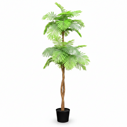 Flame Tree, Delonix Regia, Royal Poinciana