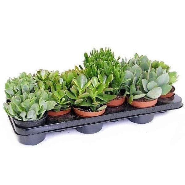 Crassula Mix - www.Greenie.ae Buy online Best and Healthy Plants and quality products guarantee in Dubai Plants Shop in Dubai Abu Dhabi all over UAE Plants near me Fresh Plants in Dubai where to buy plants in UAE - Greenie.ae