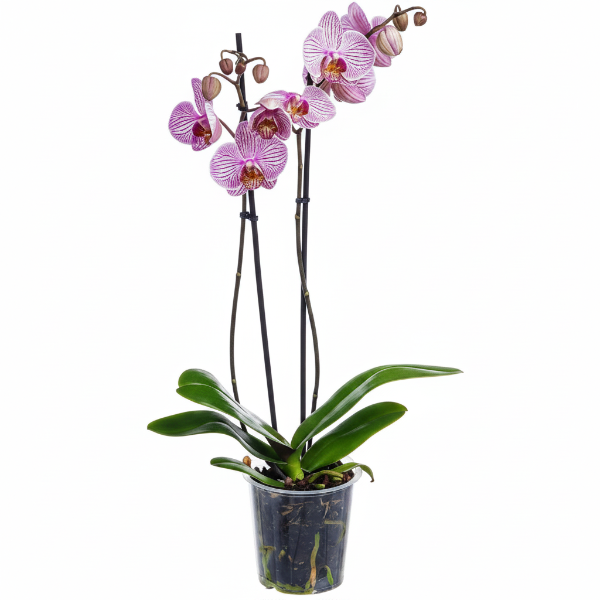 Moth Orchids, Phalaenopsis orchids