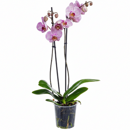 Moth Orchids, Phalaenopsis orchids