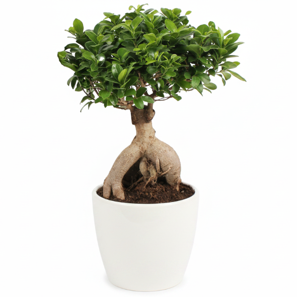 Ficus Ginseng Bonsai, Ficus nitida, Microcarpa