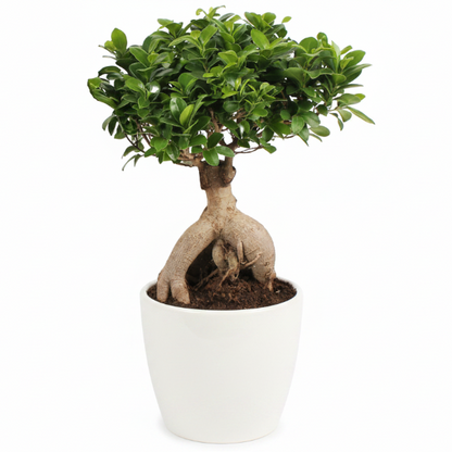 Ficus Ginseng Bonsai, Ficus nitida, Microcarpa