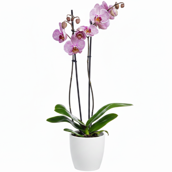 Moth Orchids, Phalaenopsis orchids