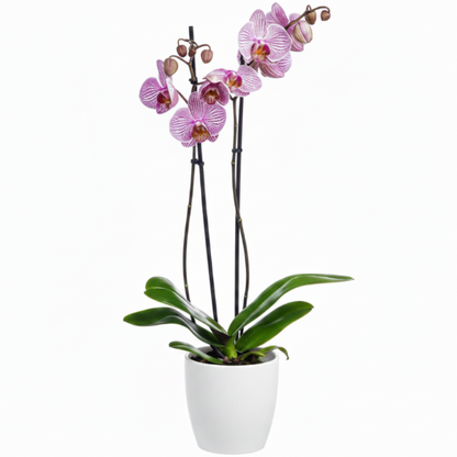 Moth Orchids, Phalaenopsis orchids