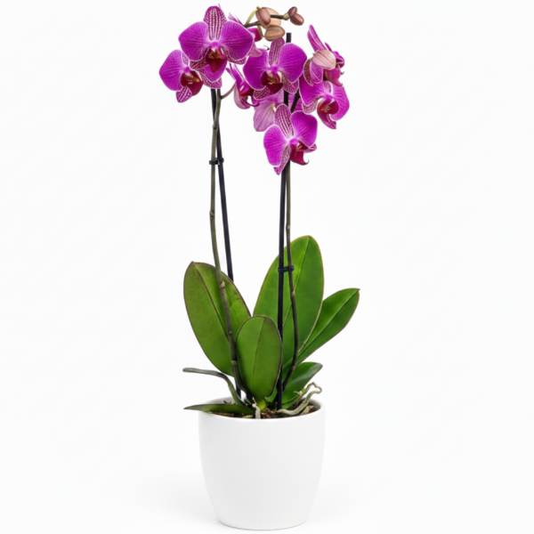 Moth Orchids, Phalaenopsis orchids