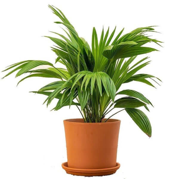 Chinese Fan Palm, Livistona Chinensis, Fountain Palm - www.Greenie.ae Buy online Best and Healthy Plants and quality products guarantee in Dubai Plants Shop in Dubai Abu Dhabi all over UAE Plants near me Fresh Plants in Dubai where to buy plants in UAE - Greenie.ae