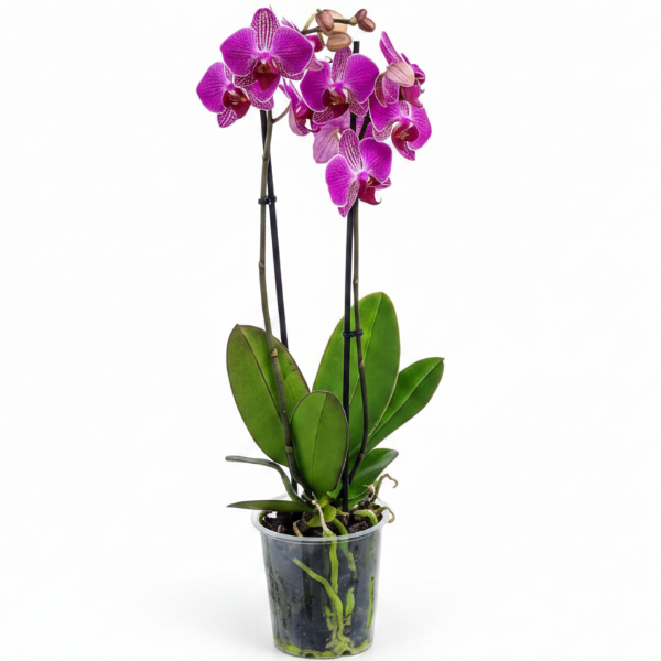Moth Orchids, Phalaenopsis orchids