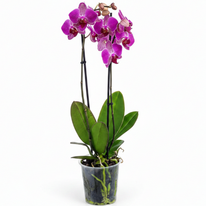 Moth Orchids, Phalaenopsis orchids