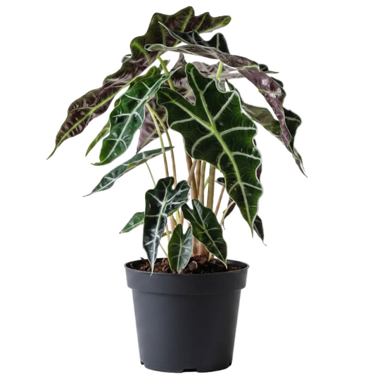 Alocasia Polly ,Elephant Ear, African Shield